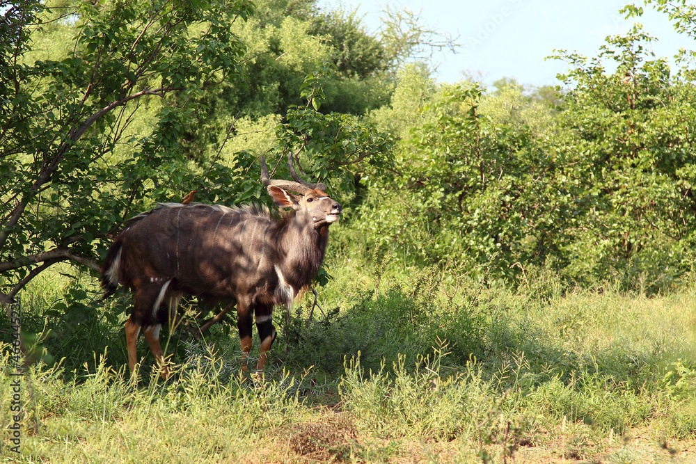 Nyala und Rotschnabel-Madenhacker / Nyala and Red-billed oxpecker / Tragelaphus angasii et Buphagus erythrorhynchus Nyala und Rotschnabel-Madenhacker / Nyala and Red-billed oxpecker / Tragelaphus angasii et Buphagus erythrorhynchus
