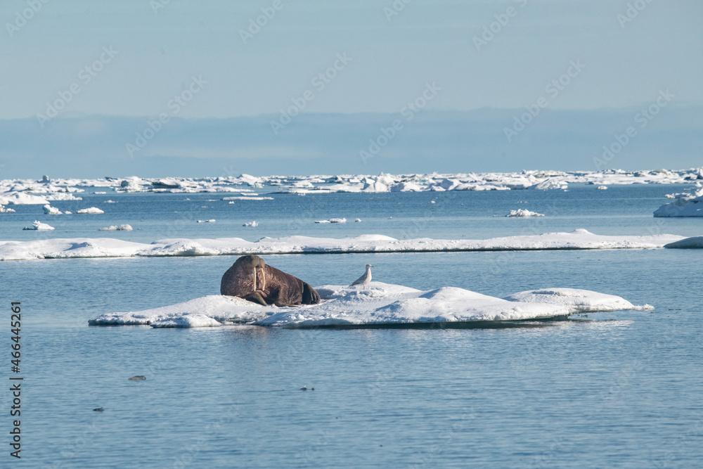 Obraz premium Walruis in the arctic