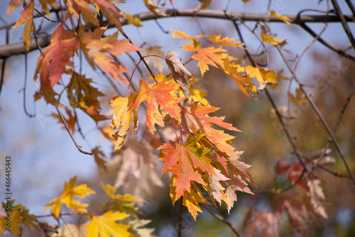 autumn leaves in the sun