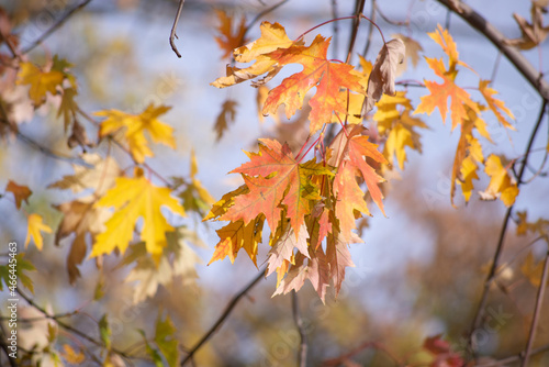 autumn leaves against sky © UA_Color