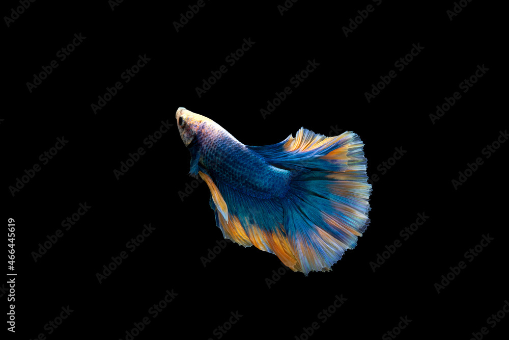 Colorful Betta, pla-kad (biting fish) Thai; Halfmoon blue and orange betta isolated on black background Colorful Betta, pla-kad (biting fish) Thai; Halfmoon blue and orange betta isolated on black background