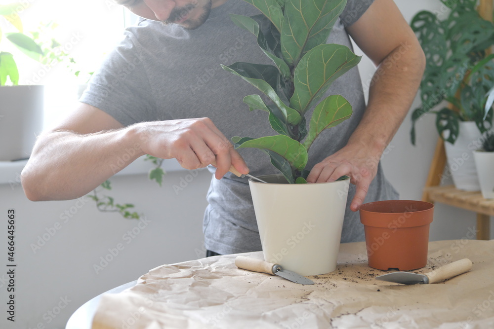 Transplanting home plants. A man potting indoor plant Ficus lyrata or Fiddle leaf fig.