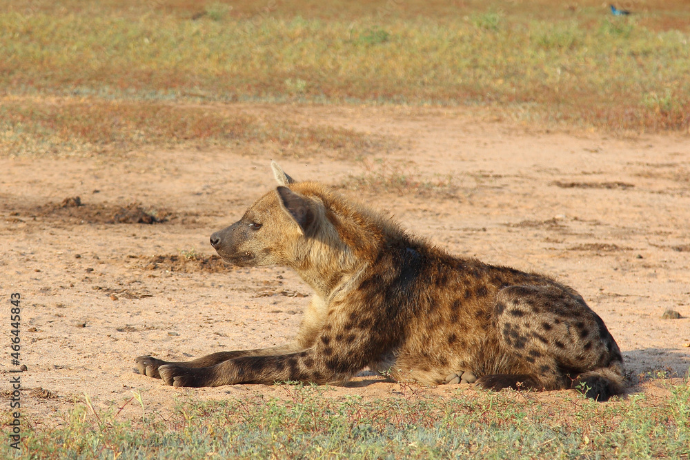 Fototapeta premium Tüpfelhyäne / Spotted hyaena / Crocuta crocuta..