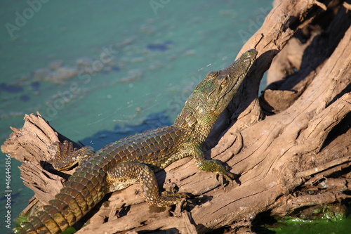 Nilkrokodil   Nile crocodile   Crocodylus niloticus..