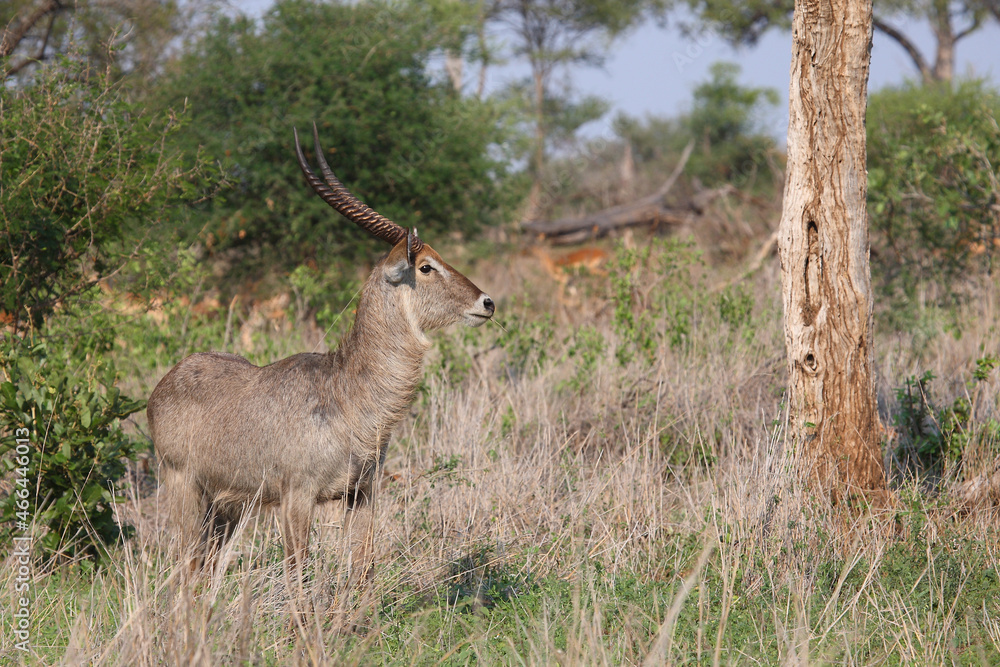 Wasserbock / Waterbuck / Kobus ellipsiprymnus Wasserbock / Waterbuck / Kobus ellipsiprymnus