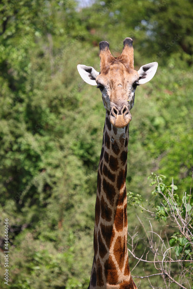 Giraffe / Giraffe / Giraffa camelopardalis Giraffe / Giraffe / Giraffa camelopardalis