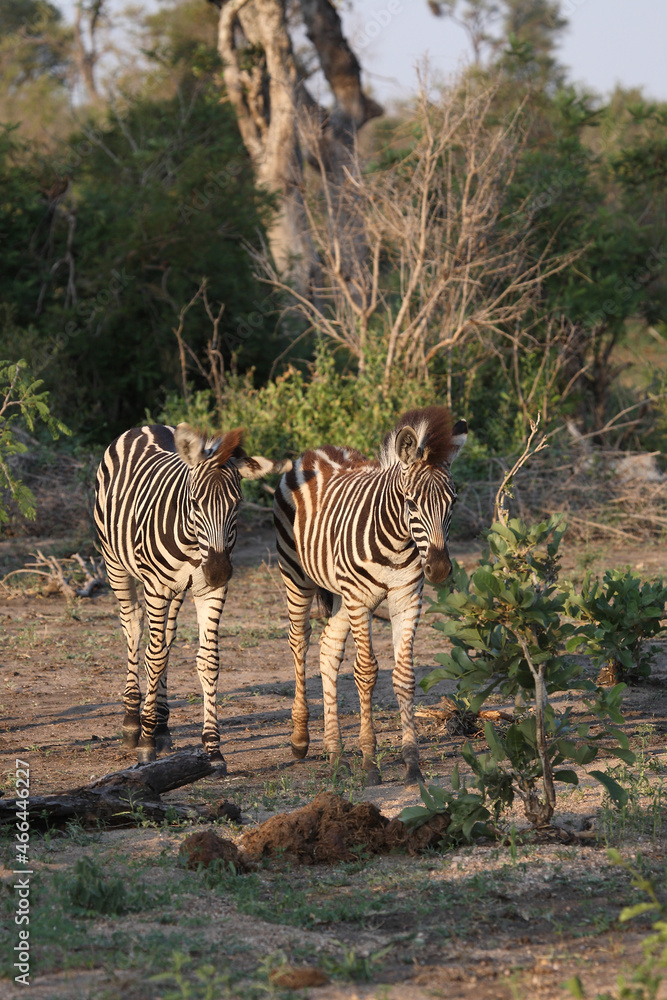 Obraz premium Steppenzebra / Burchell's zebra / Equus burchellii.