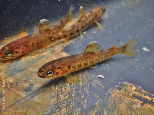 The brown trout Salmo trutta European species of salmonid fish widely introduced into suitable environments globally includes purely freshwater populations referred to as riverine ecotype photo