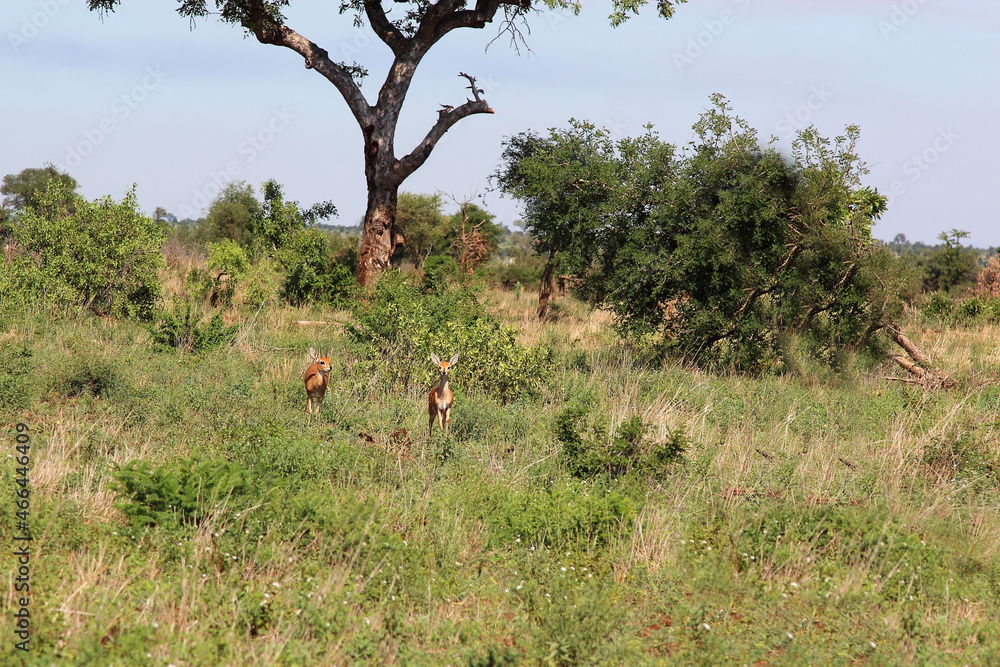 Naklejka premium Afrikanischer Steinbock / Steenbok / Raphicerus campestris