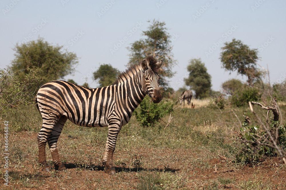Obraz premium Steppenzebra / Burchell's zebra / Equus burchellii