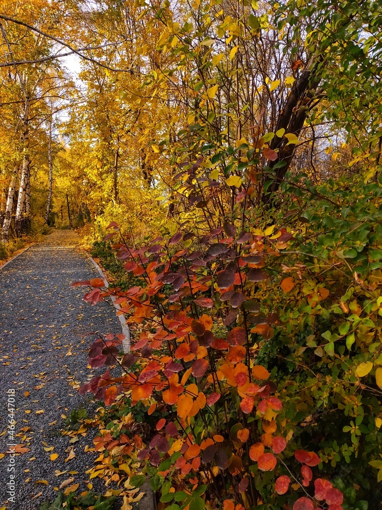 Naklejka premium autumn in the park