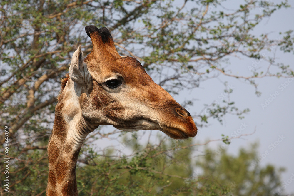 Giraffe / Giraffe / Giraffa camelopardalis Giraffe / Giraffe / Giraffa camelopardalis