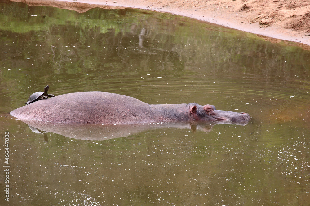 Fototapeta premium Flußpferd und Starrbrust-Pelomeduse / Hippopotamus and Marsh or Helmeted turtle / Hippopotamus amphibius et Pelomedusa subrufa
