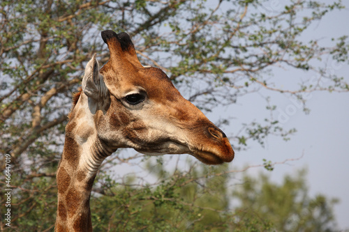 Photography Giraffe / Giraffe / Giraffa camelopardalis