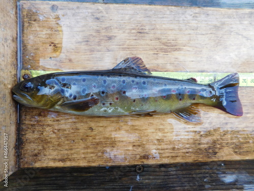 The brown trout Salmo trutta European species of salmonid fish widely introduced into suitable environments globally includes purely freshwater populations referred to as riverine ecotype photo