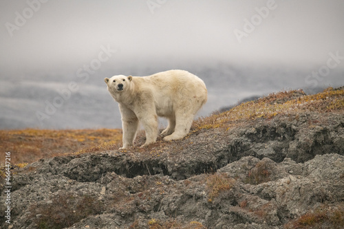 Canvastavla Polar bear in the Arctic
