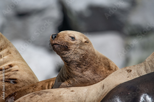 Steller's sea lions