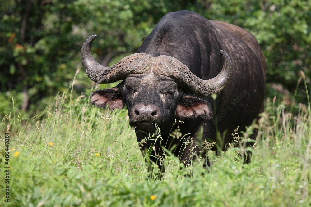 Naklejka premium Kaffernbüffel / African buffalo / Syncerus caffer