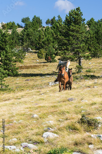 Free running horses in the grasslands of Croatia.