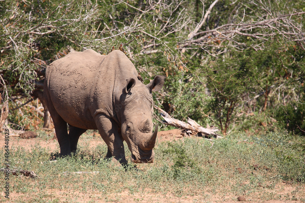 Obraz premium Breitmaulnashorn und Rotschnabel-Madenhacker / Square-lipped rhinoceros and Red-billed oxpecker / Ceratotherium simum et Buphagus erythrorhynchus
