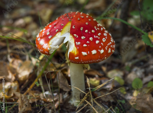 amanita muscaria outdoor close-up