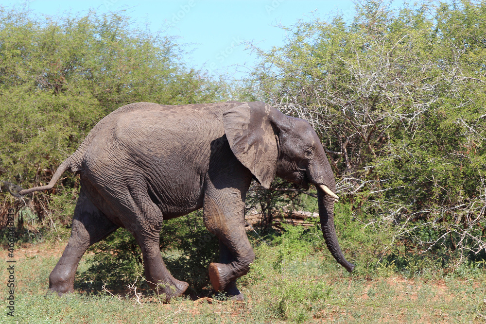 Fototapeta premium Afrikanischer Elefant / African elephant / Loxodonta africana