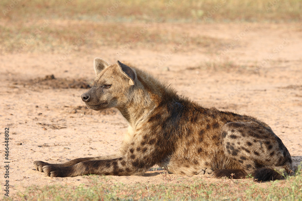 Tüpfelhyäne / Spotted hyaena / Crocuta crocuta.. Tüpfelhyäne / Spotted hyaena / Crocuta crocuta..