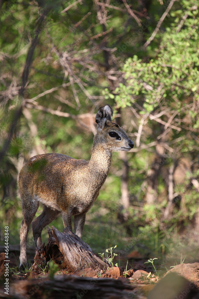 Klippspringer / Klipspringer / Oreotragus oreotragus Klippspringer / Klipspringer / Oreotragus oreotragus