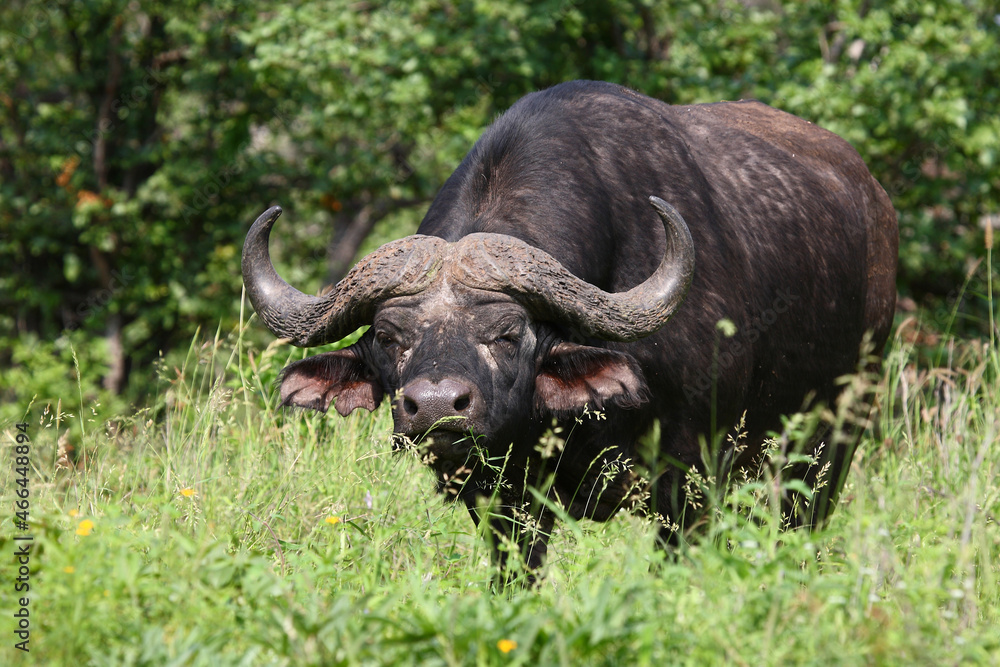 Kaffernbüffel / African buffalo / Syncerus caffer Kaffernbüffel / African buffalo / Syncerus caffer