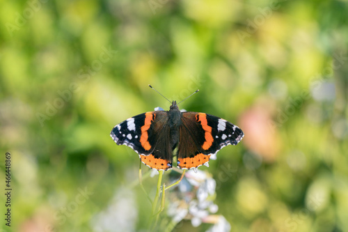 Canvastavla Red admiral butterfly (Vanessa atalanta).
