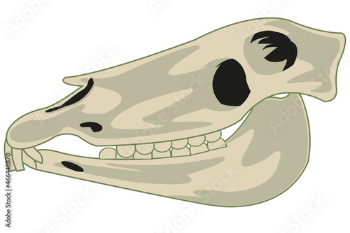 Skull animal horse on white background is insulated