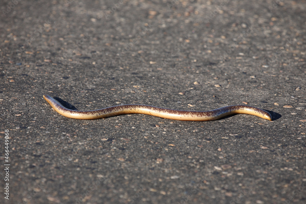 Delalande's Blindschleiche / Delalande's beaked blind snake / Rhinotyphlops lalandei Delalande's Blindschleiche / Delalande's beaked blind snake / Rhinotyphlops lalandei