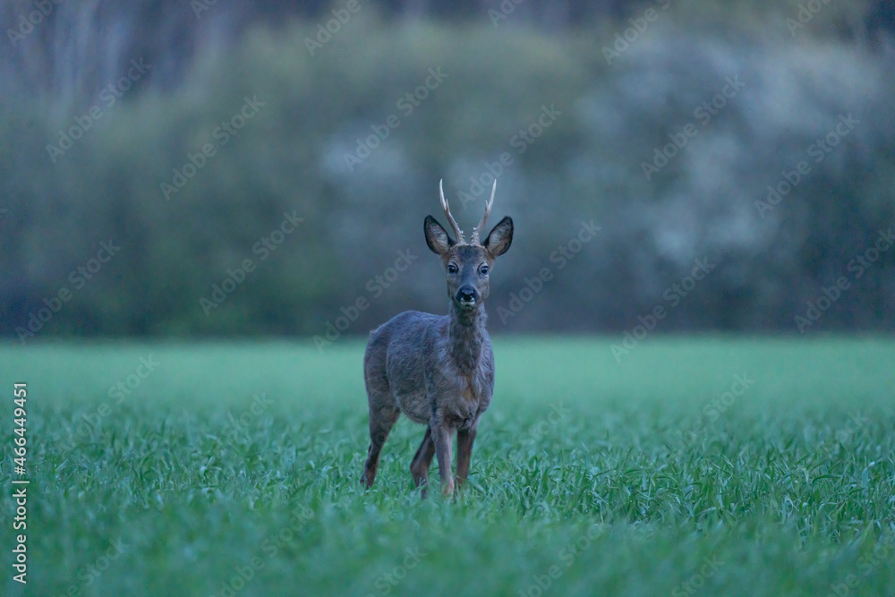 Naklejka premium German Roe Buck 