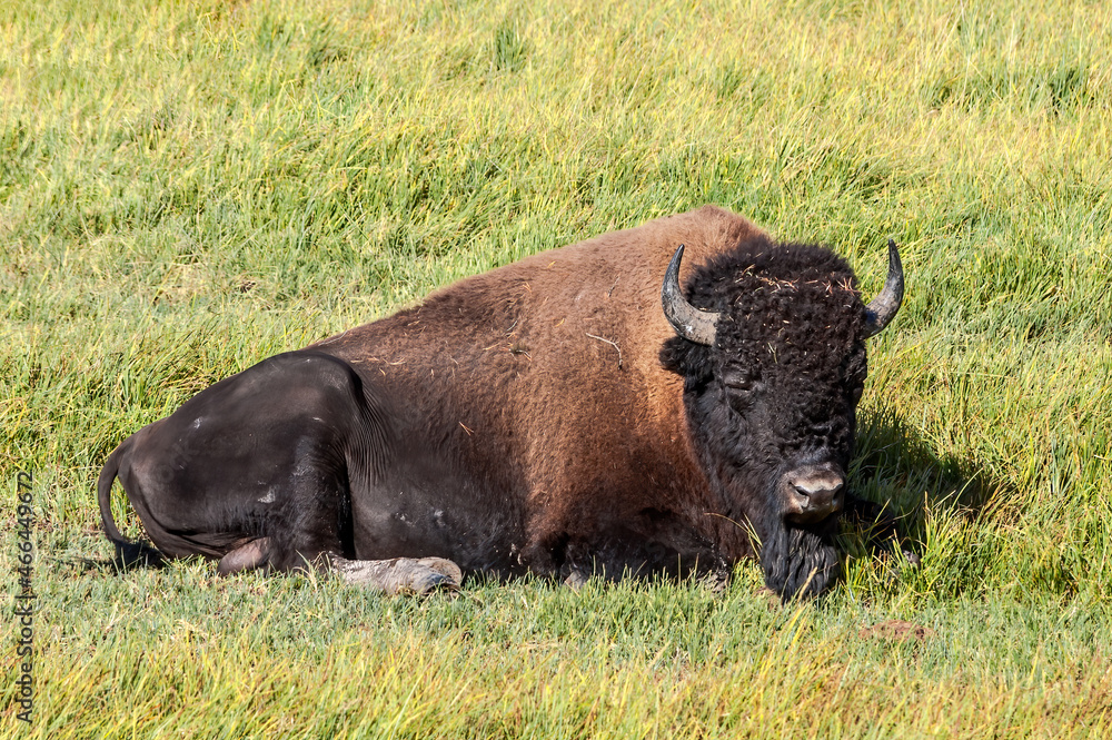 Bison (Bison bison) in Yellowstone National Park, USA