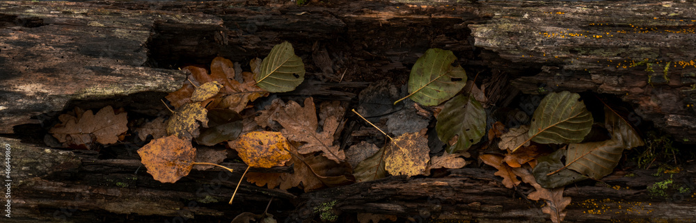 Fototapeta premium Seasonal autumn background of colorful leaves