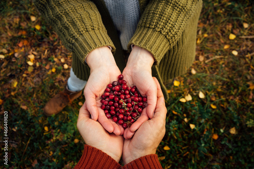 Man and woman holding fresh cranberries in hand photo