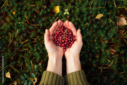 Woman with hands cupped holding fresh cranberries in forest photo