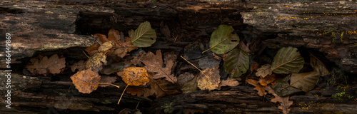 Seasonal autumn background of colorful leaves