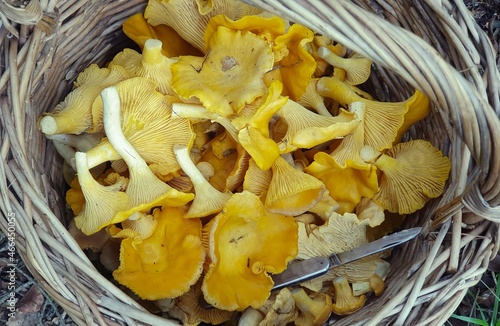 Fresh chanterelle mushrooms collected in the forest and placed in a basket, close-up