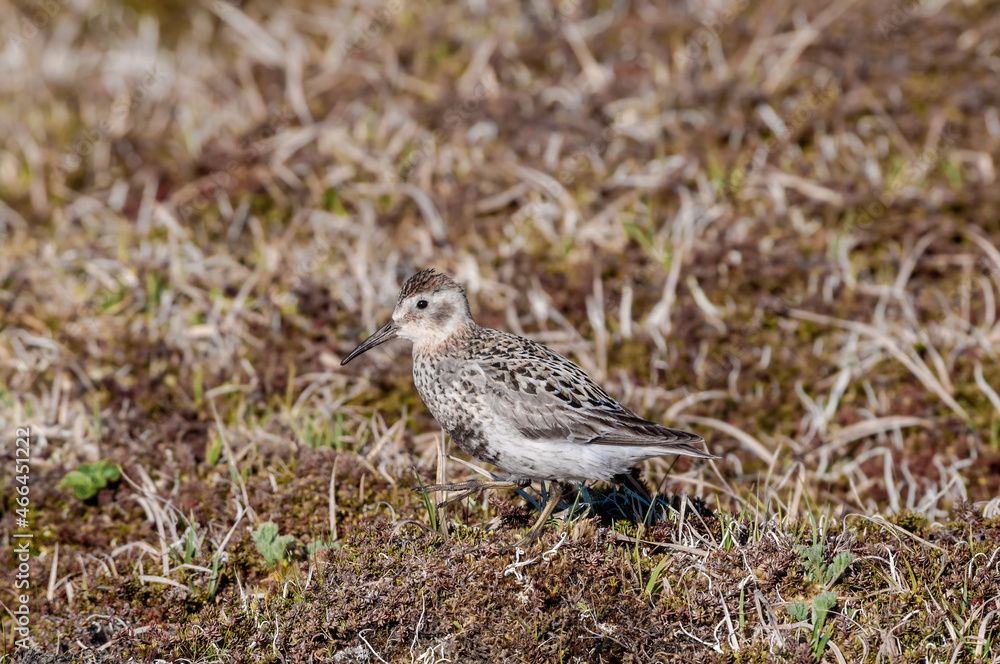 Rock Sandpiper (Calidris ptilocnemis) at St. George Island, Pribilof Islands, Alaska, USA Rock Sandpiper (Calidris ptilocnemis) at St. George Island, Pribilof Islands, Alaska, USA