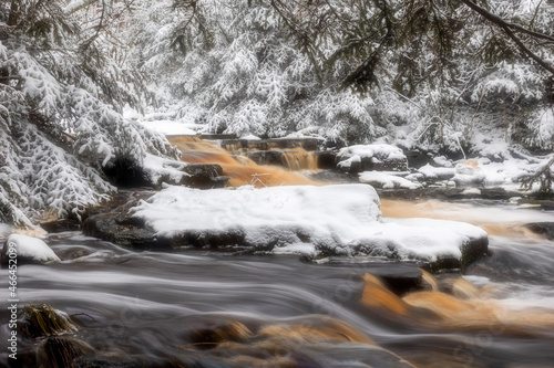 Scenic view of stream flowing in forest