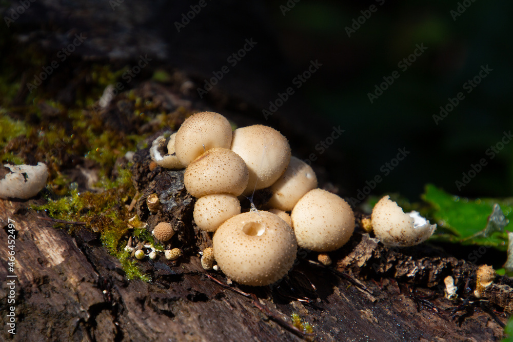 Close up of pear shaped puffball, also called Apioperdon pyriforme Close up of pear shaped puffball, also called Apioperdon pyriforme