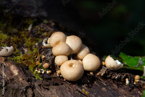Close up of pear shaped puffball, also called Apioperdon pyriforme