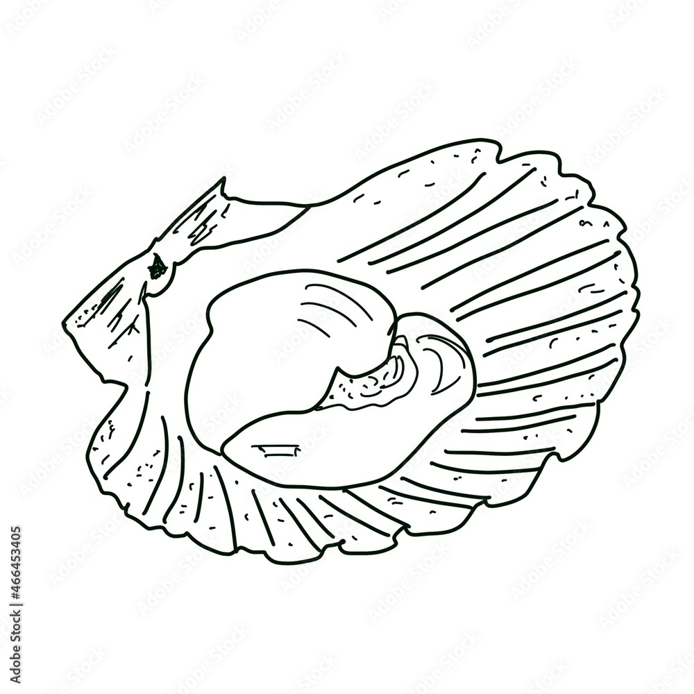 Oysters hand drawing illustration, sketch style. Seafood collection, graphic elements for restaurant end bar menu Oysters hand drawing illustration, sketch style. Seafood collection, graphic elements for restaurant end bar menu