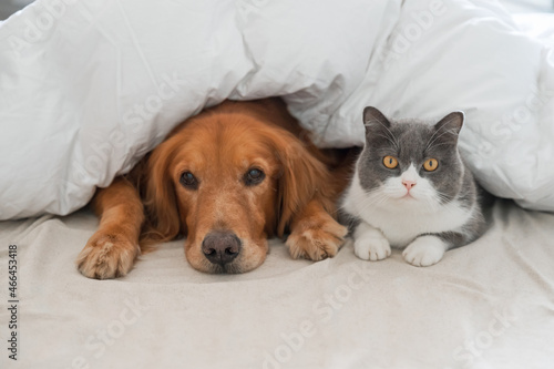 Golden Retriever and British Shorthair in the bed together