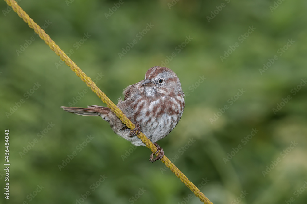 Song Sparrow (Melospiza melodia) at Chowiet Island, Semidi Islands, Alaska, USA