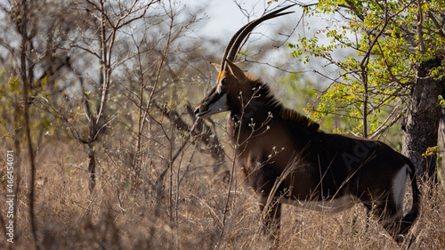 sable cow in golden light