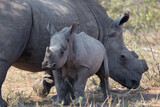 white rhino cow and calf