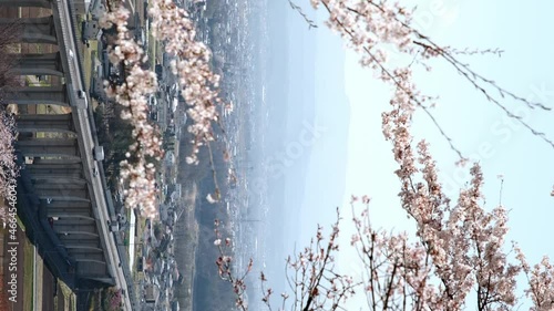 Wallpaper Mural 桜の花と高速道路 たて動画 Torontodigital.ca