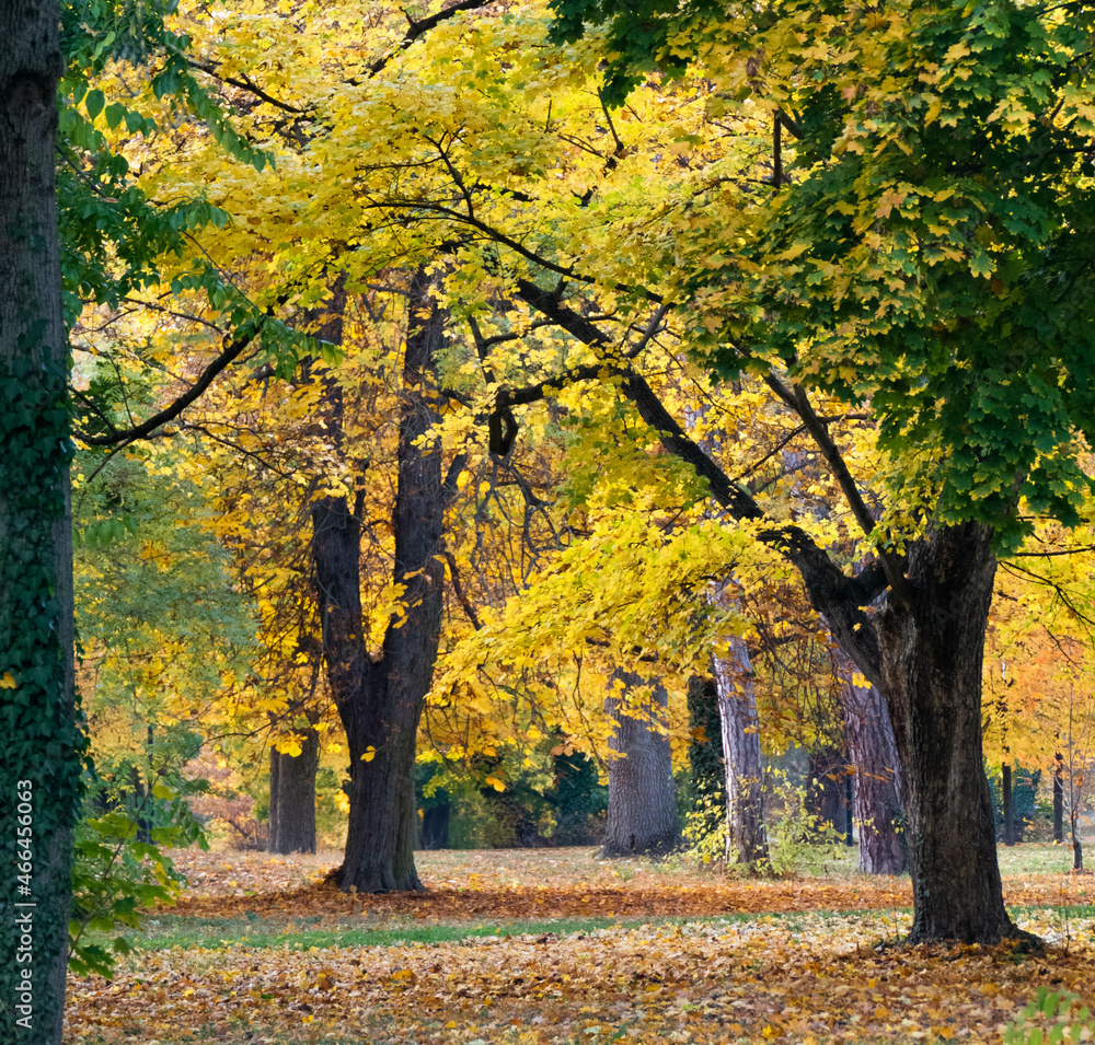autumn trees in the park in Gödöllő autumn trees in the park in Gödöllő